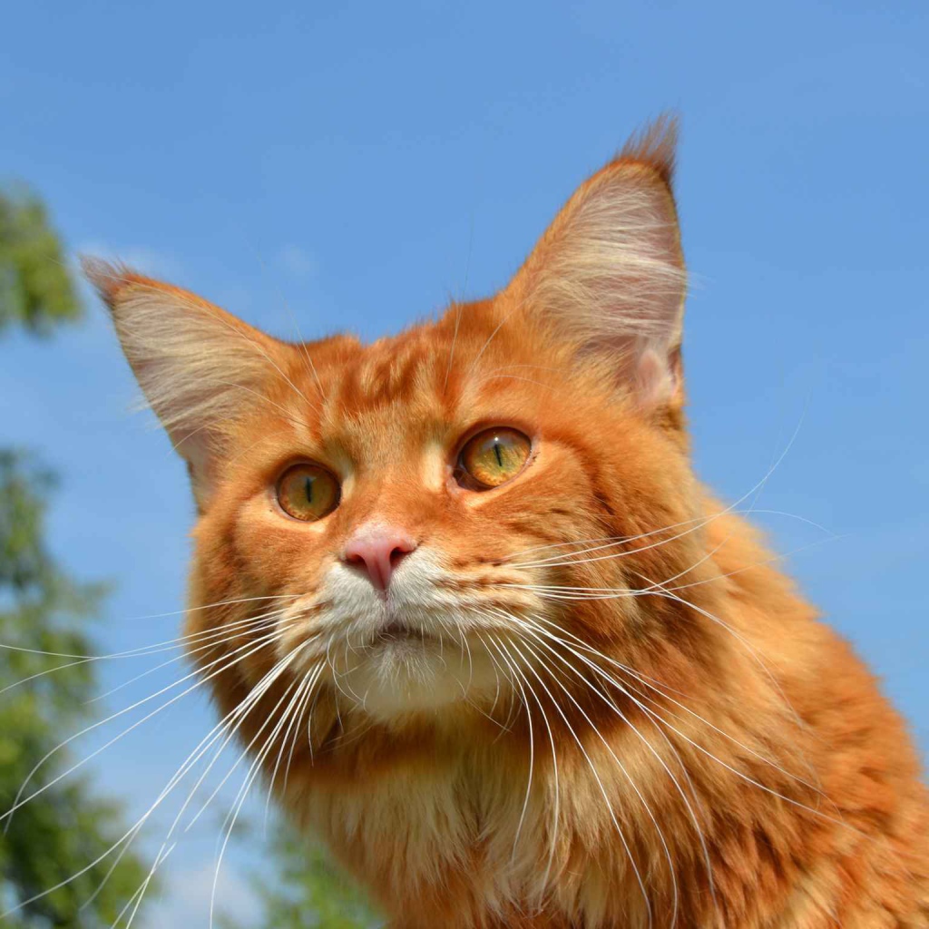 Red Cat Maine Coon in nature