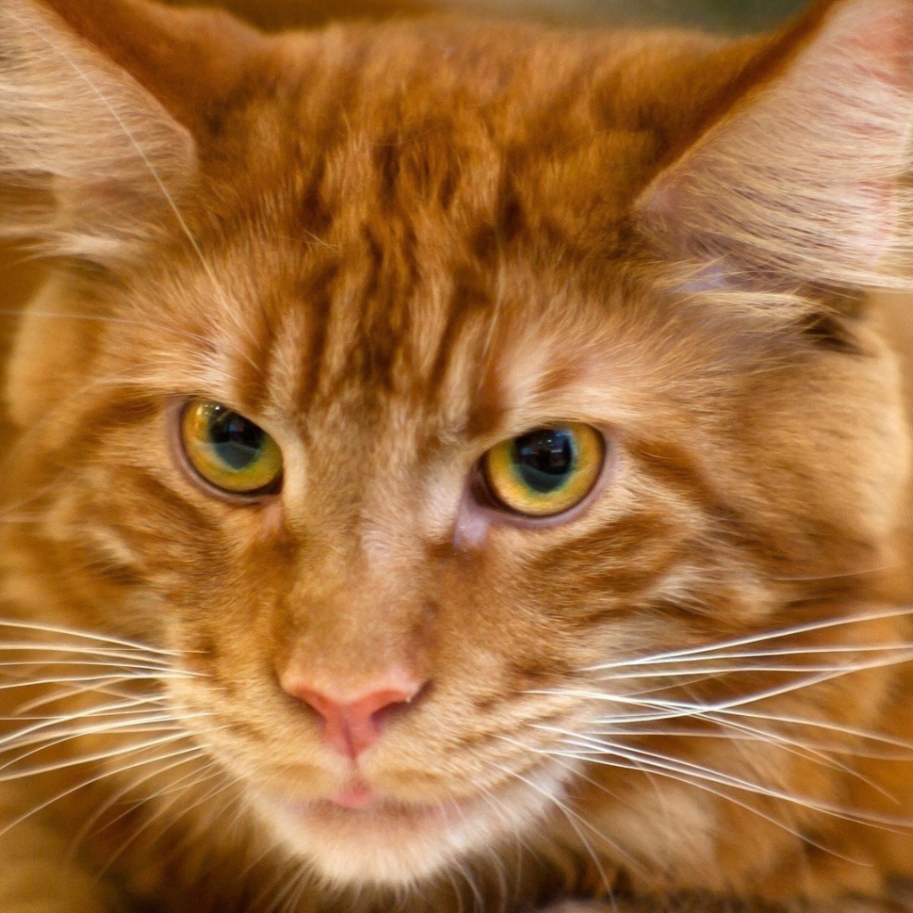 Red Cat Maine coon close-up