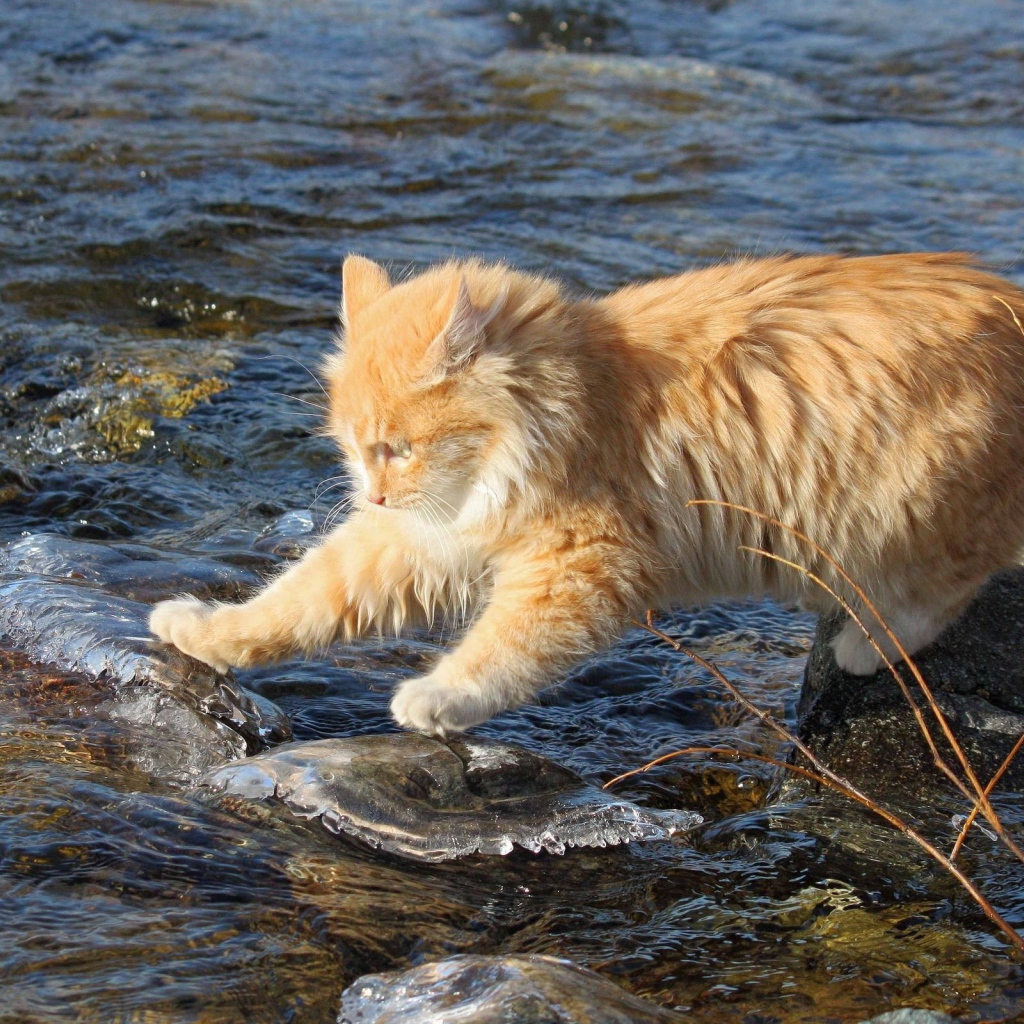 Рыжий кот переходит через речку