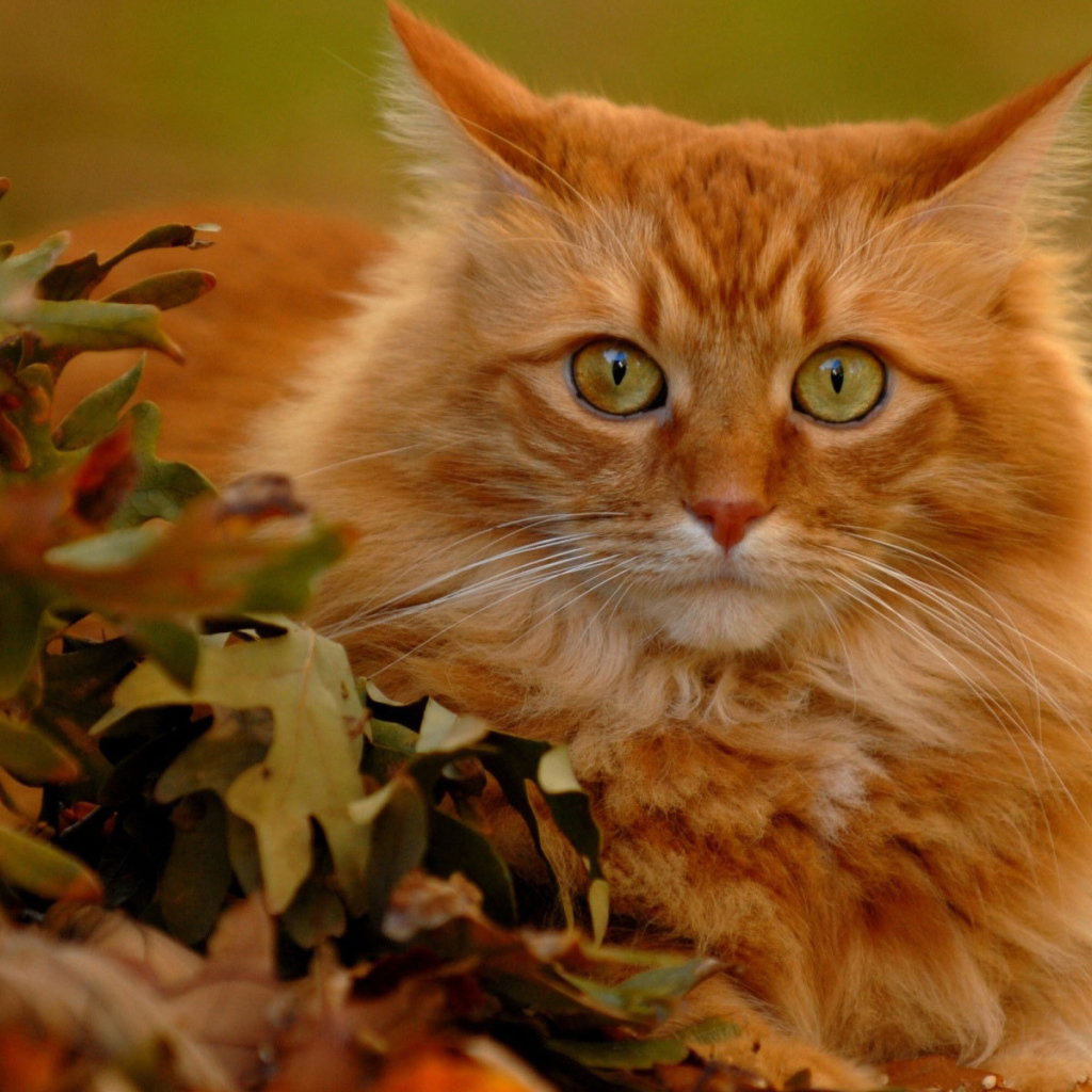 Red Cat in autumn leaves