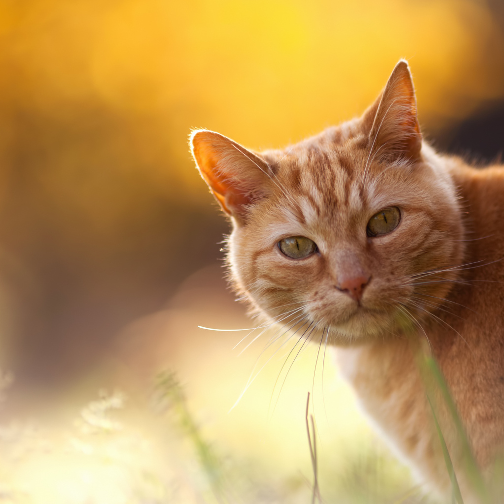 Red Cat on an orange background