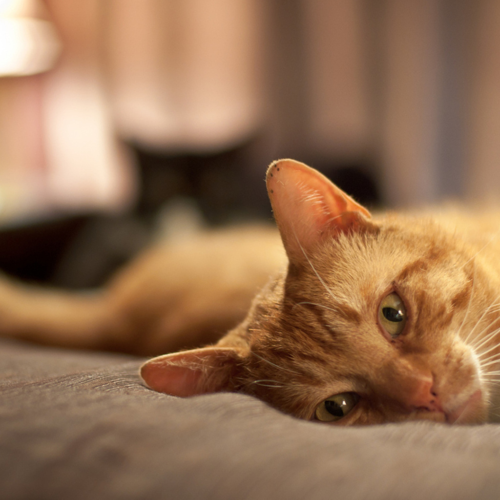 Рыжий кот расслабляется на кровати