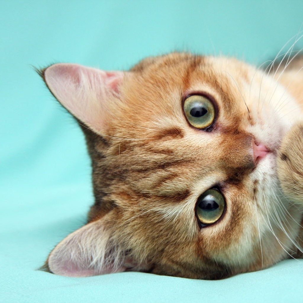 Рыжий кот что-то наделал