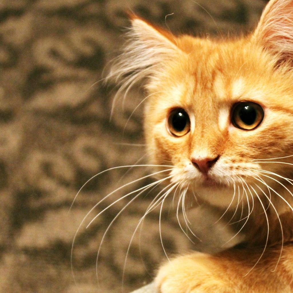 Рыжий кот пристально смотрит