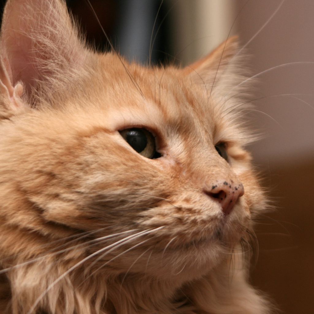 Рыжий взрослый кот мейн-кун