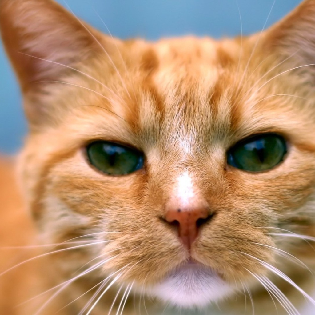 Рыжий кот следит за тобой