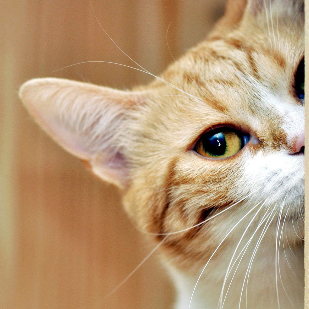 Рыжий кот подсматривает 