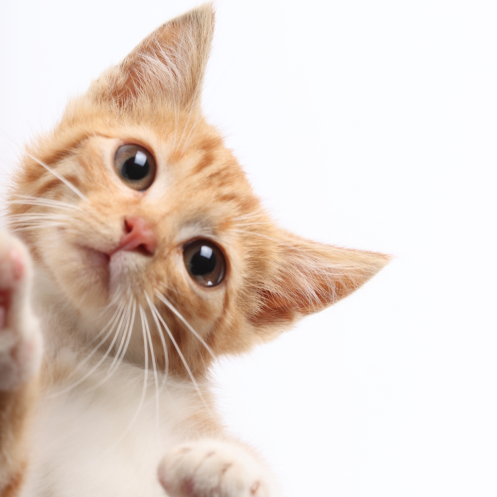 Рыжий кот протирает экран