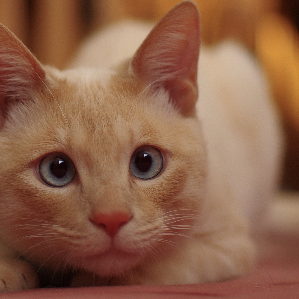 Рыжий кот с голубыми глазами кого-то увидел