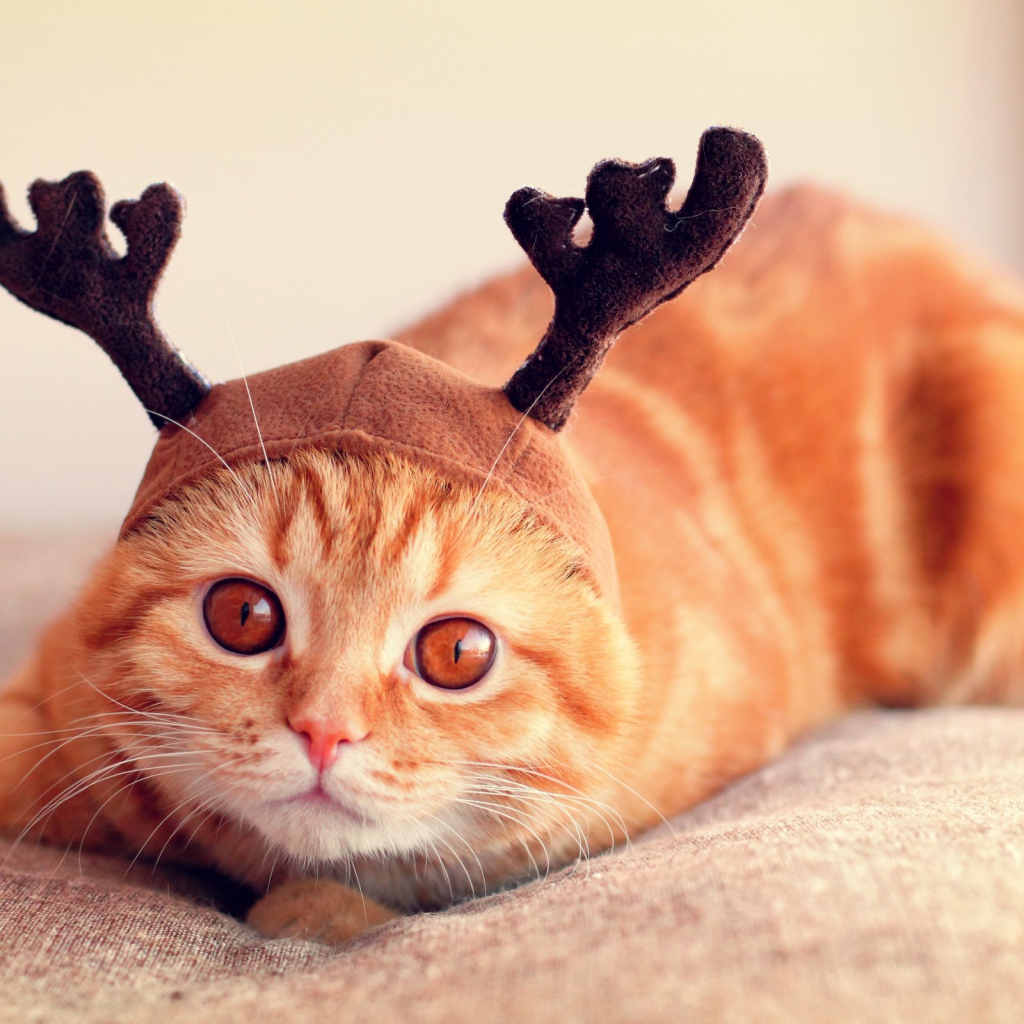 Рыжий кот с рогами
