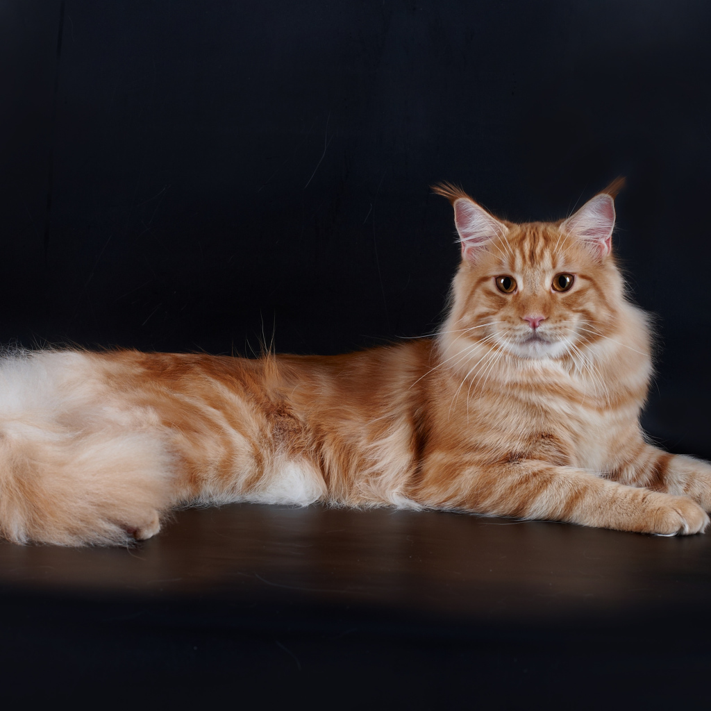 Рыжий симпатичный кот мейн-кун позирует