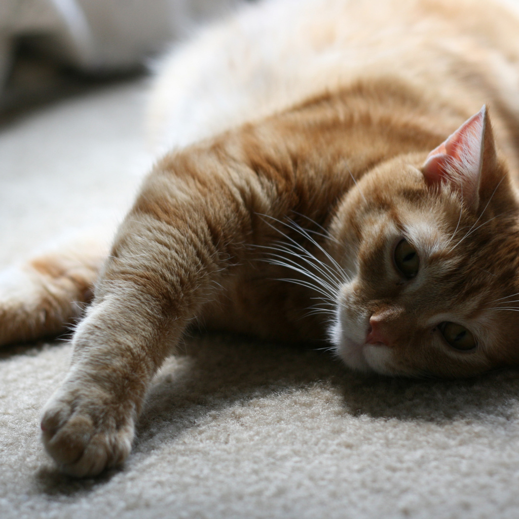 Рыжий симпатичный кот на полу