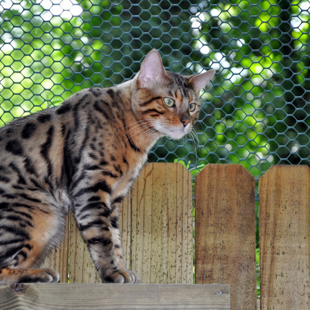 Грустный бенгальский кот