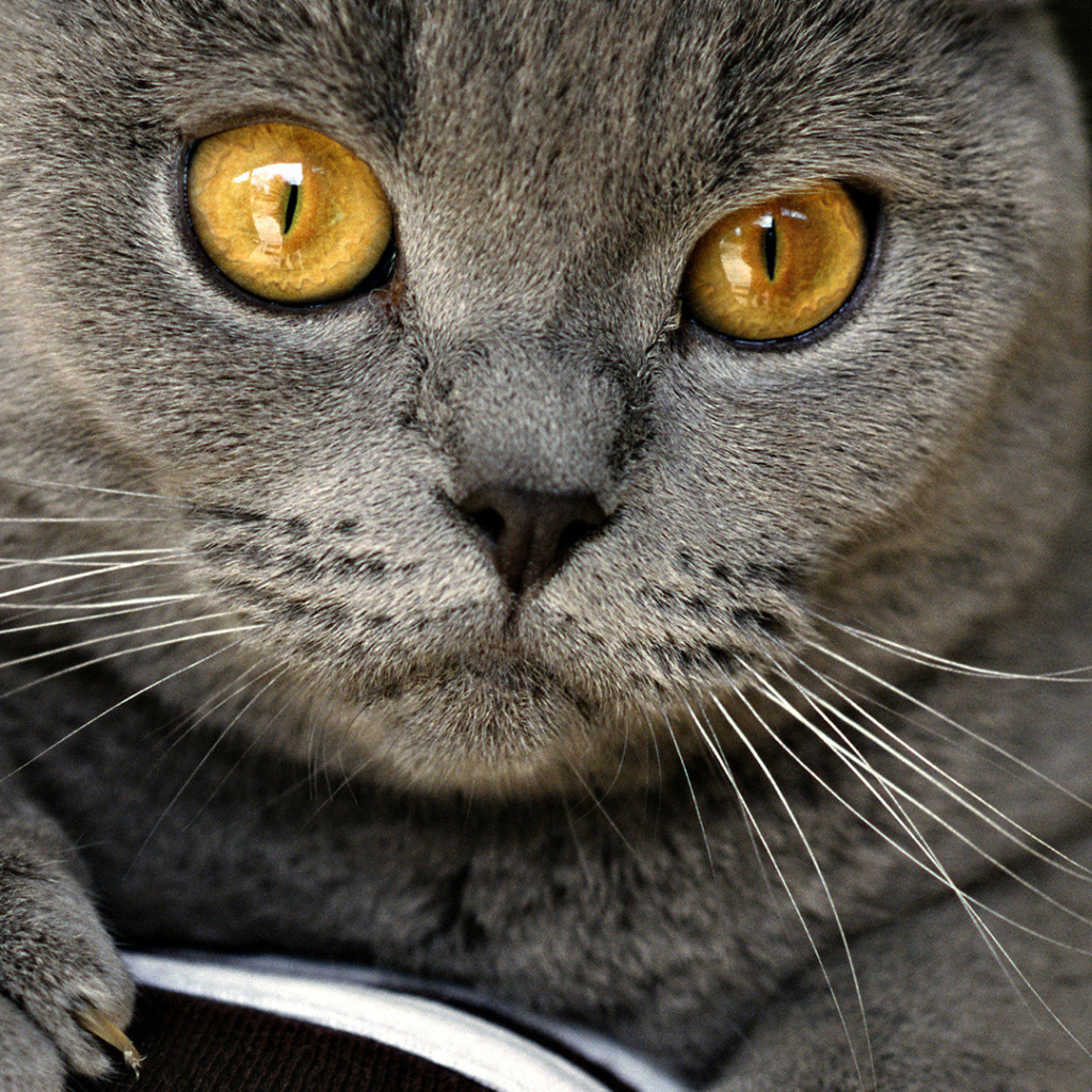 Грустный британский кот