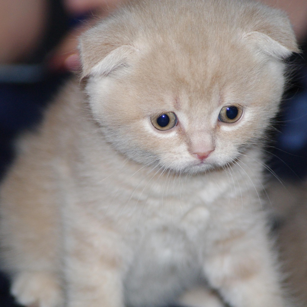 Грустный маленький рыжий шотландский вислоухий кот