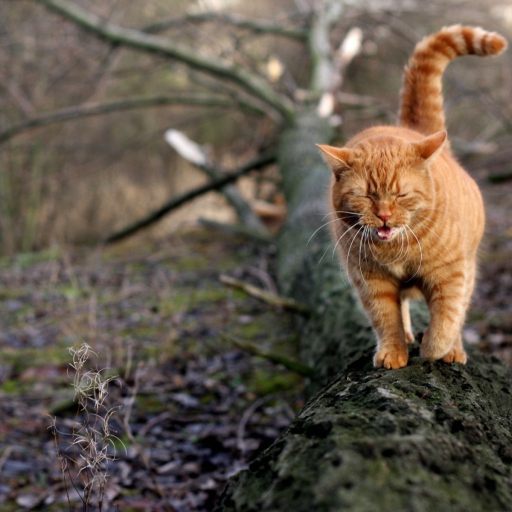 Грустный рыжий кот идёт по дереву