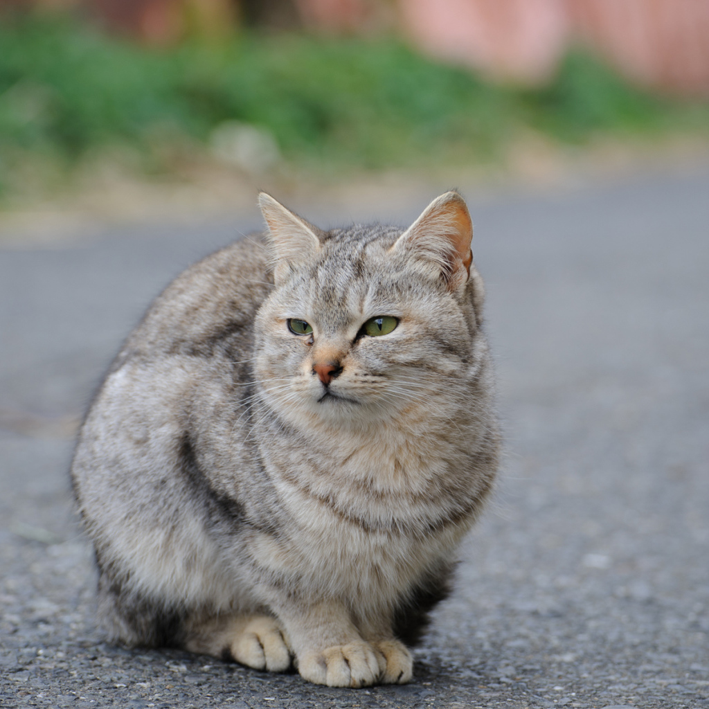 Грустный уличный кот