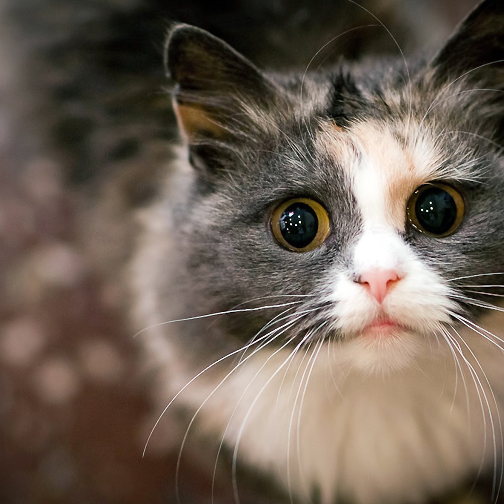 Испуганный кот с огромным глазами