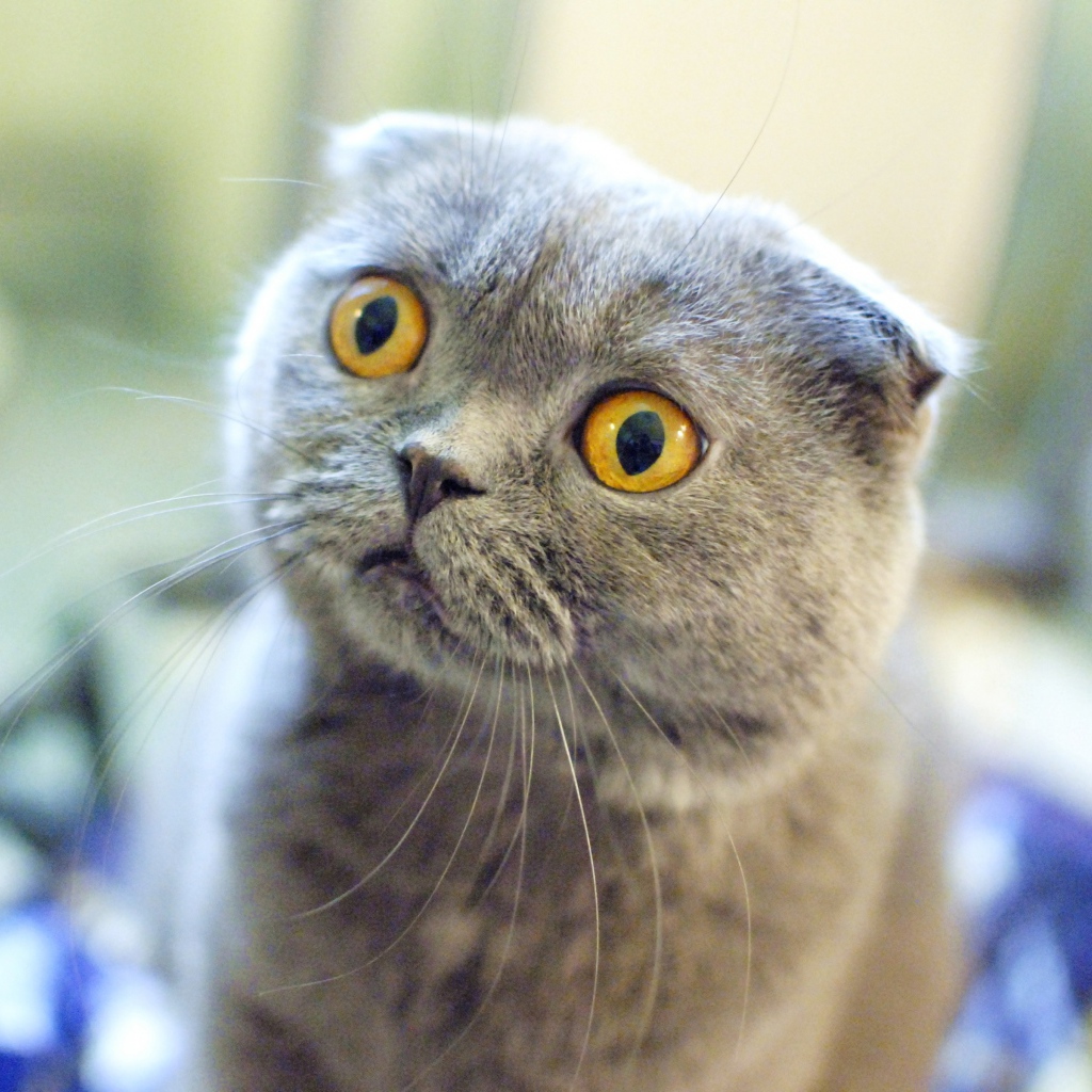 Шотландский вислоухий кот в шоке