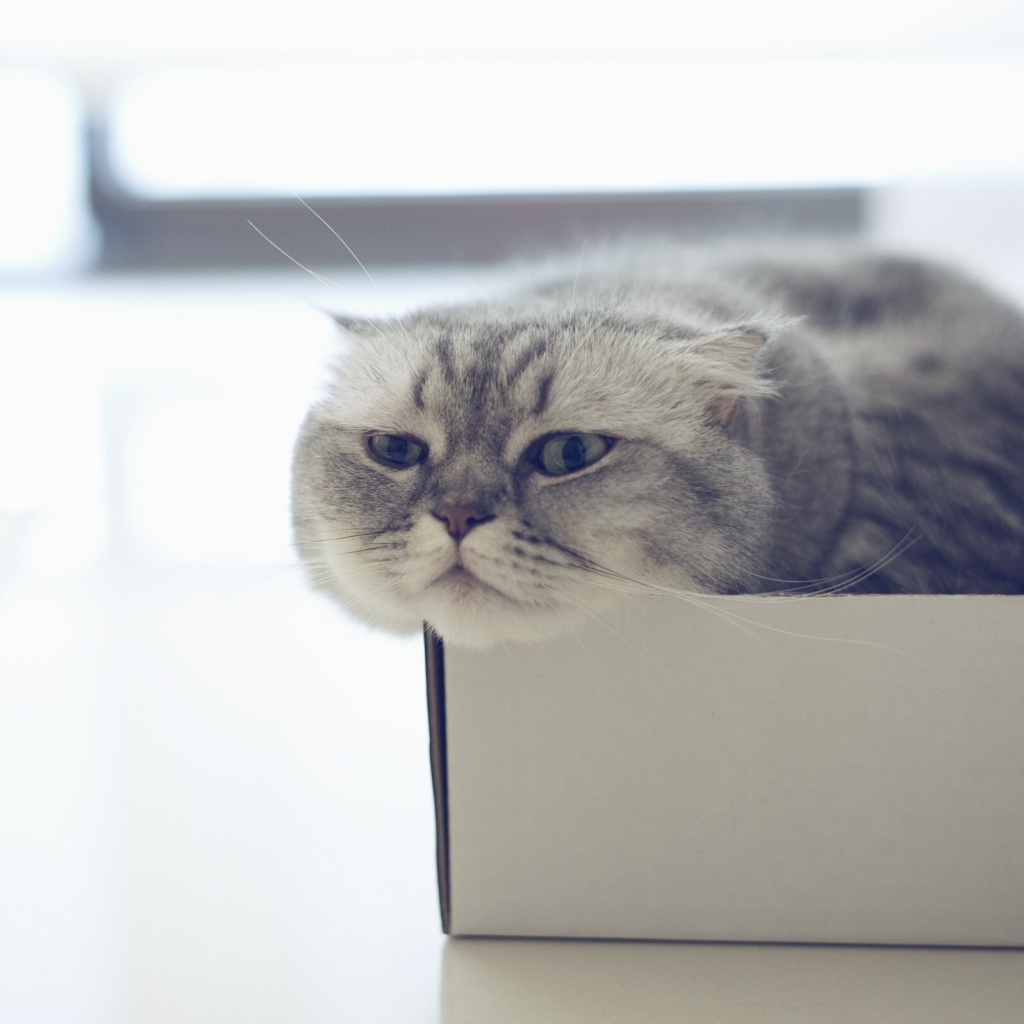 Шотландский вислоухий кот в коробке