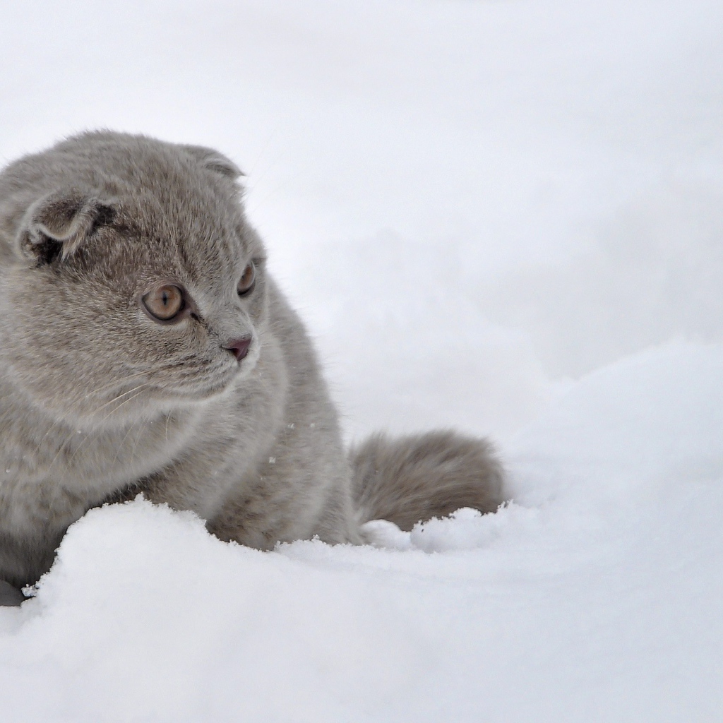 Шотландский вислоухий кот в снегу