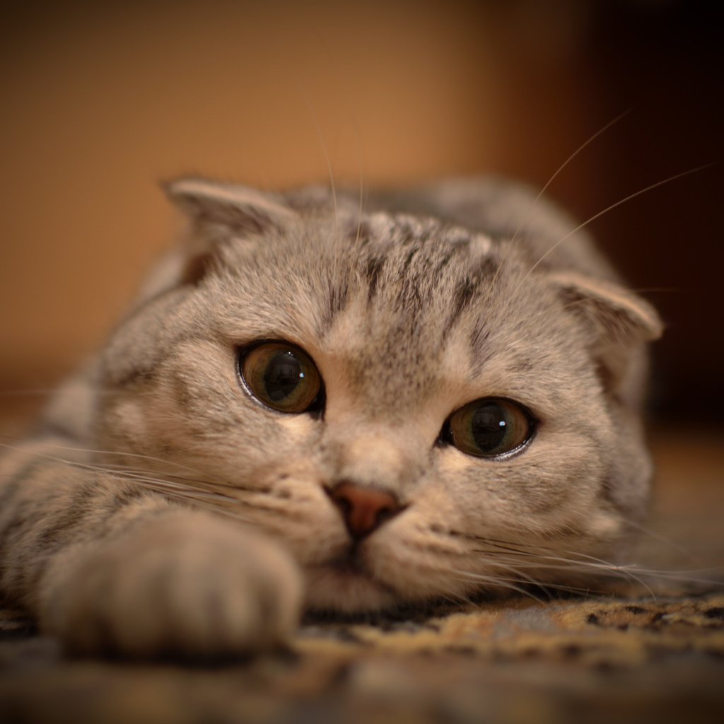 Шотландский вислоухий кот на ковре