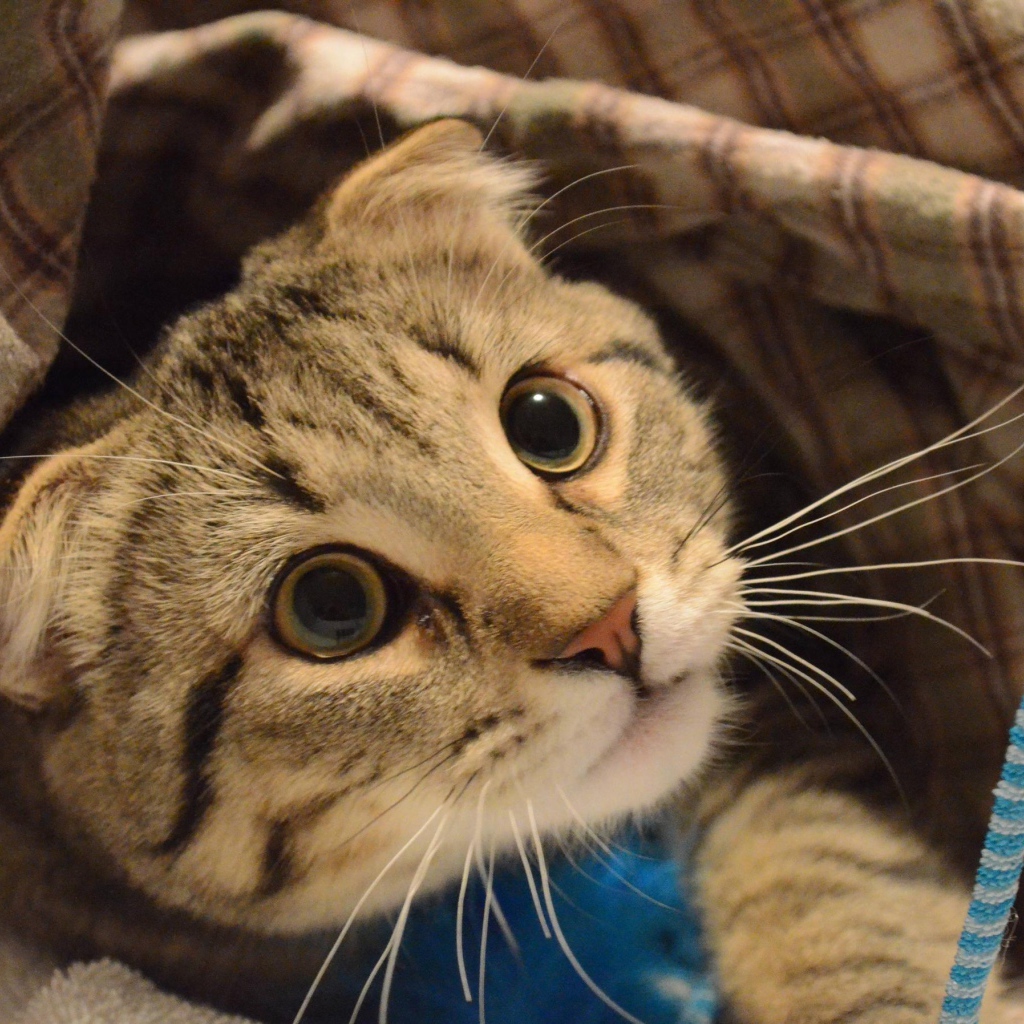 Шотландский вислоухий кот что-то увидел