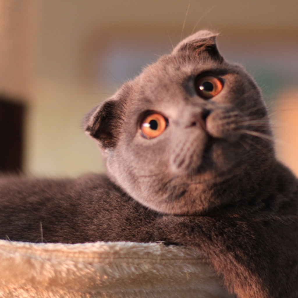 Шотландский вислоухий кот с карими глазами