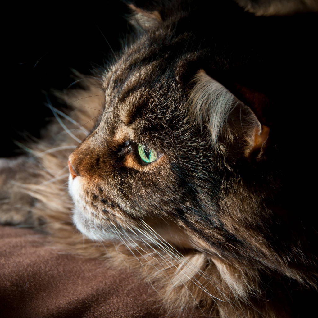 Серьёзный кот мейн-кун с зелёными глазами