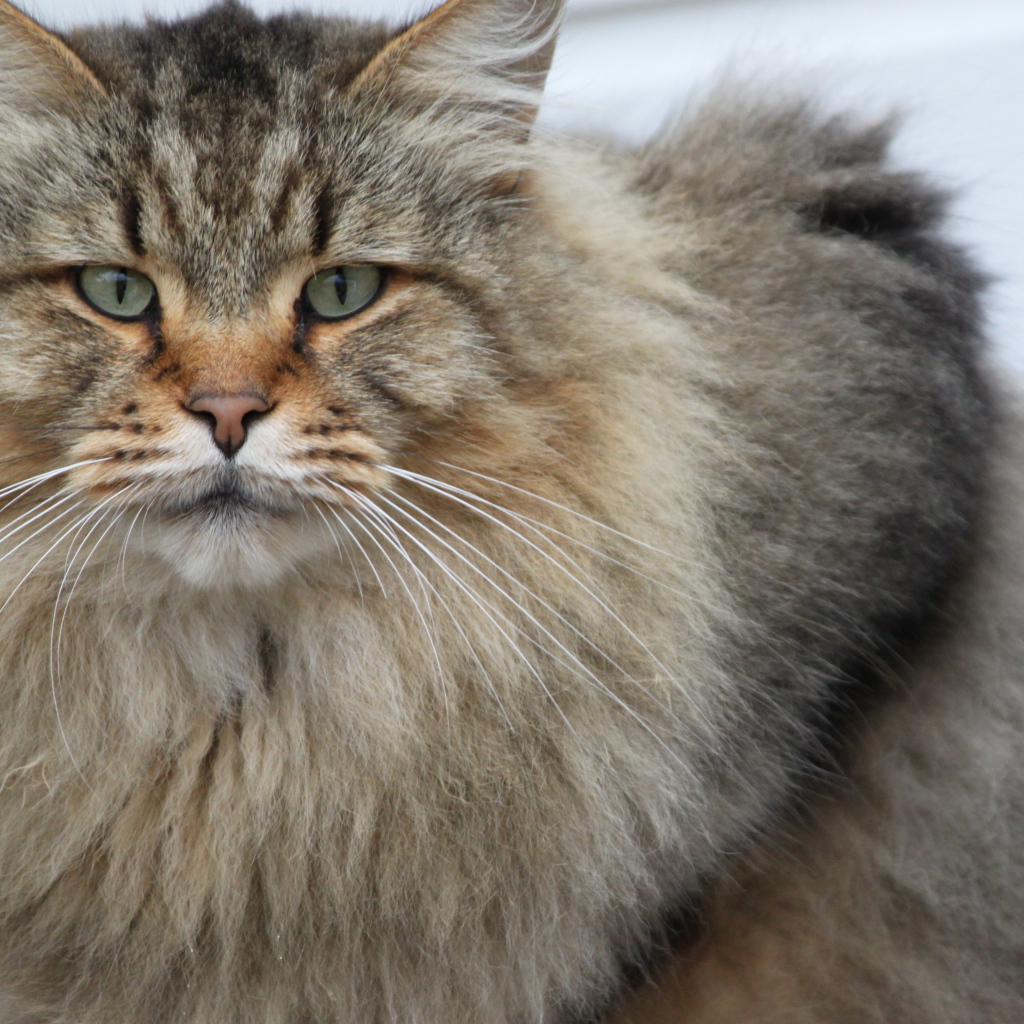 Взрослый серьёзный кот мейн-кун