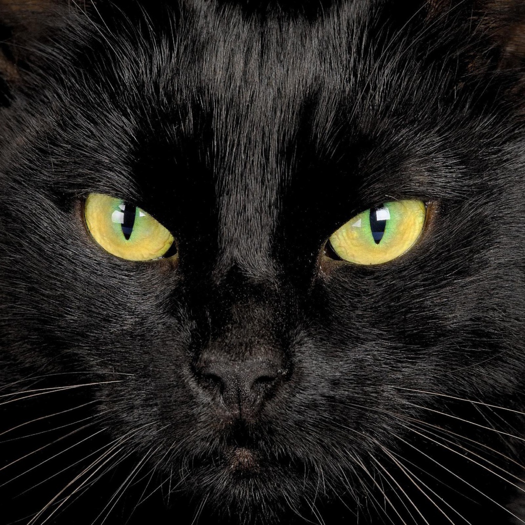 Серьёзный чёрный кот крупным планом