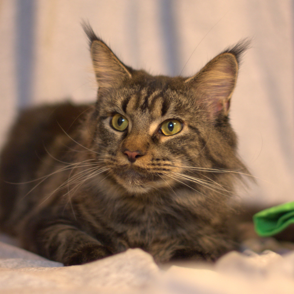 Серьёзный кот мейн-кун