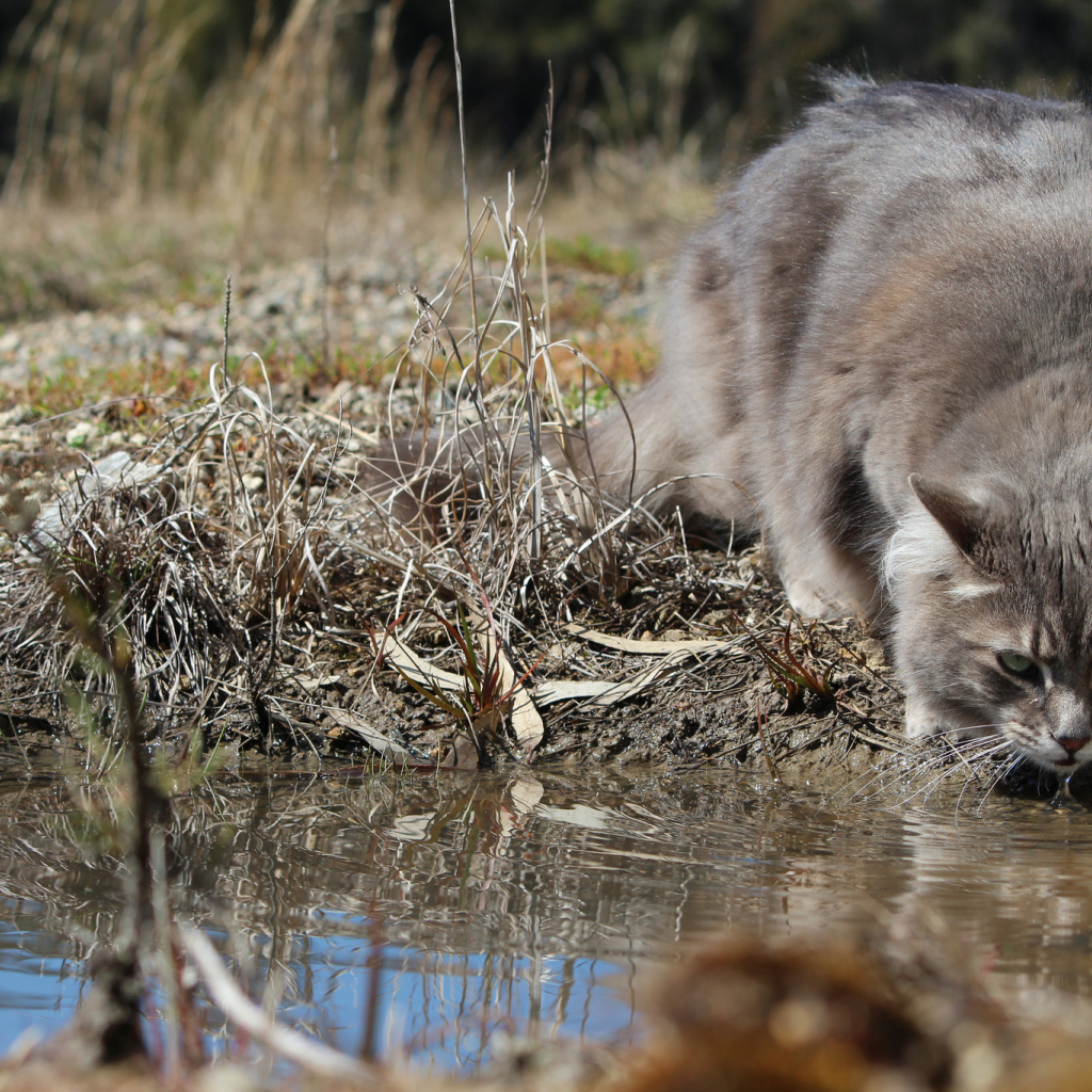 Серьёзный серый кот пьёт воду