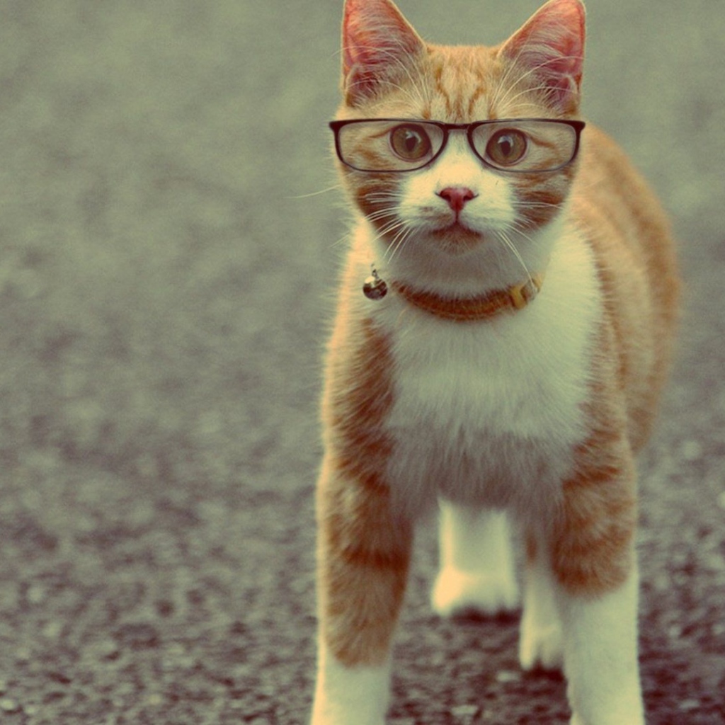 Serious red cat with glasses