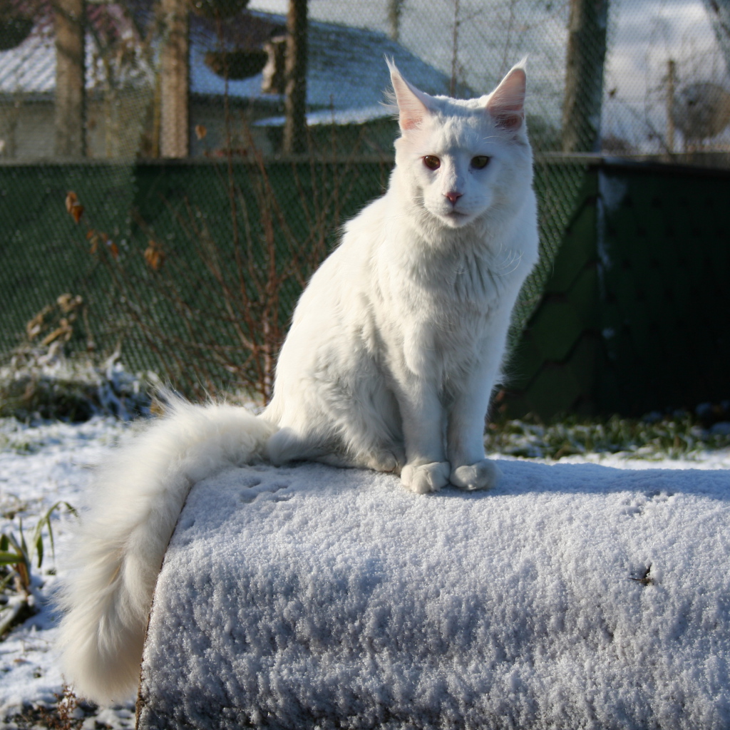 Белый серьёзный кот мейн-кун зимой
