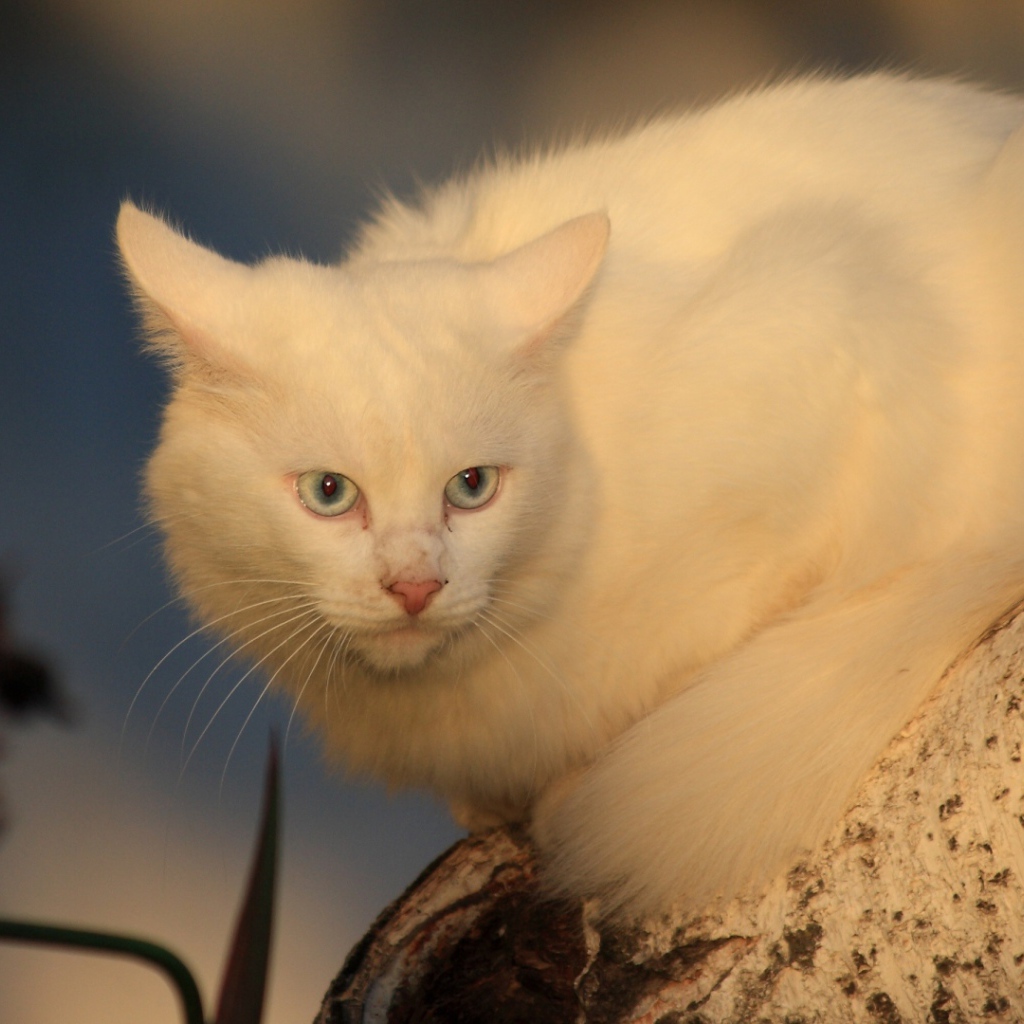 Серьёзный белый кот на дереве
