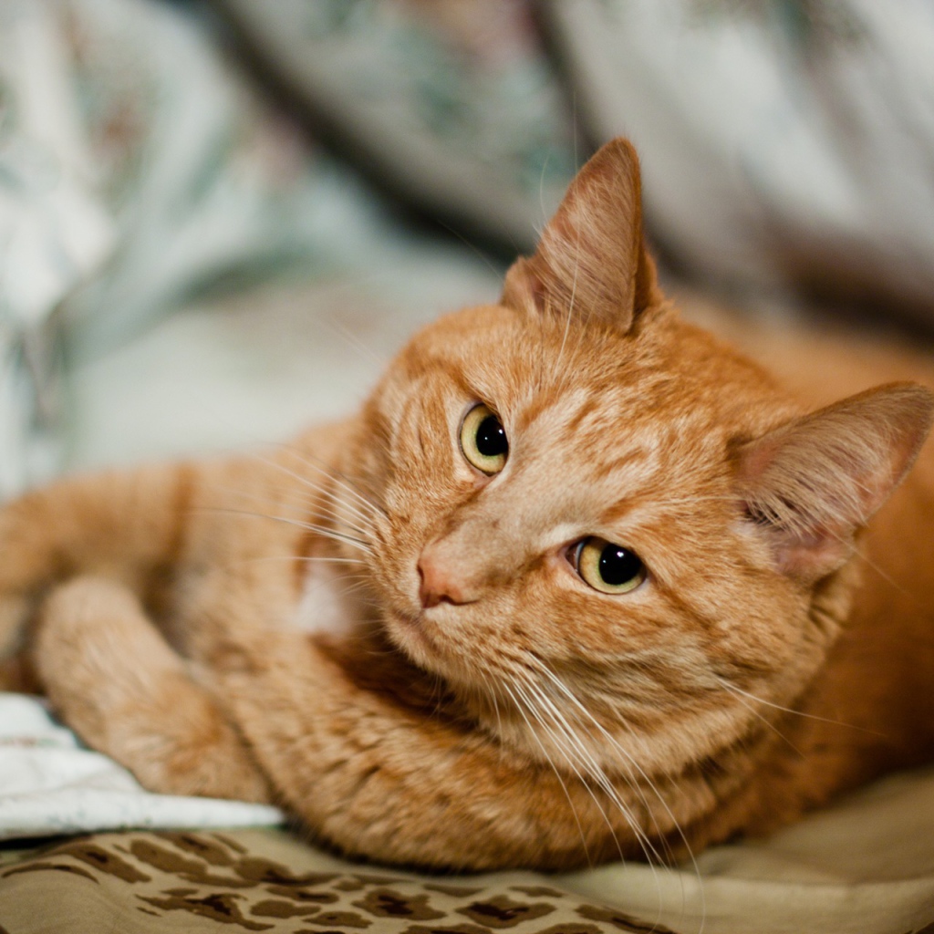 Короткошёрстный рыжий кот скучает