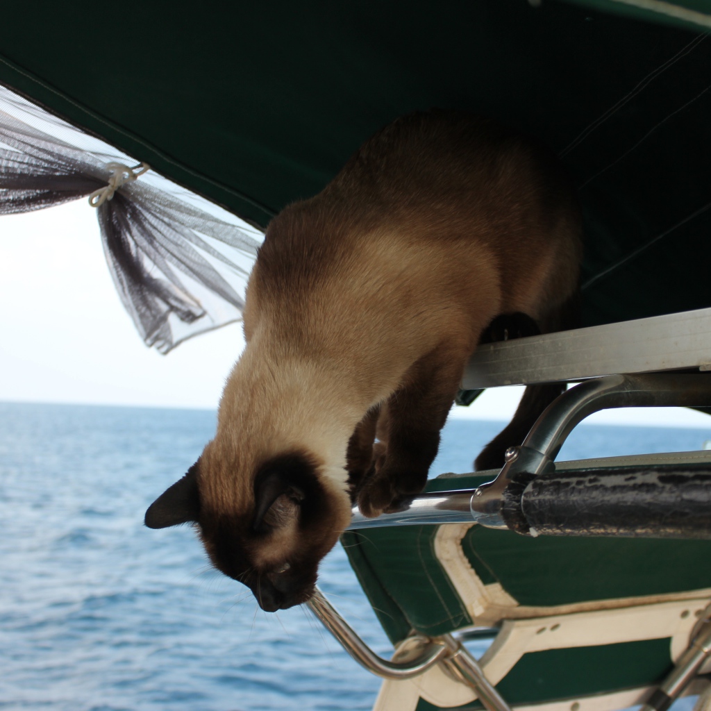 Сиамский кот собирается прыгать