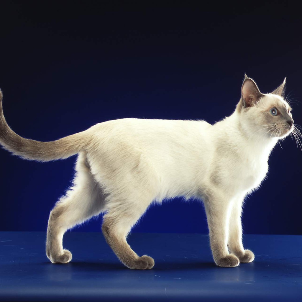 Сиамский кот позирует на синем фоне