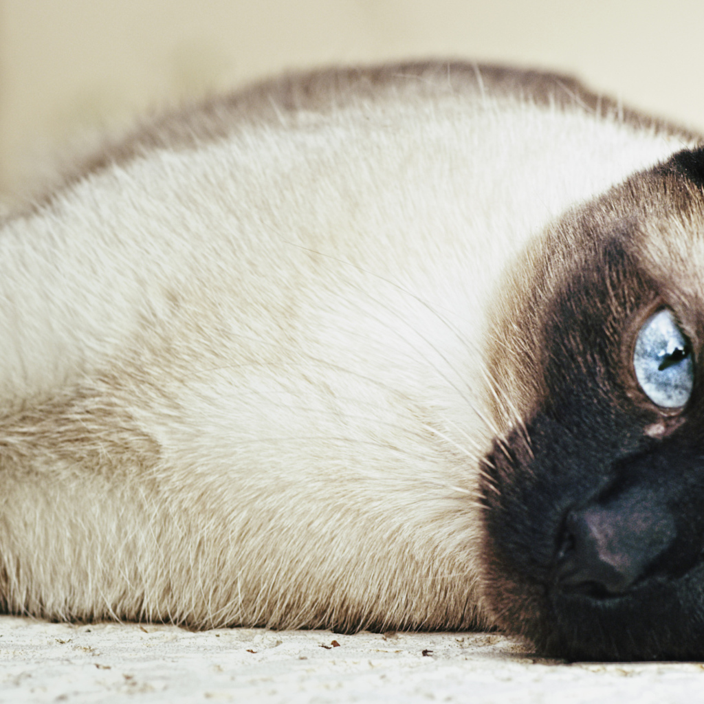 Siamese cat sprawled on the floor