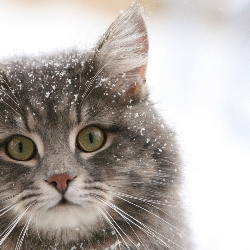 Сибирский кот в снегу