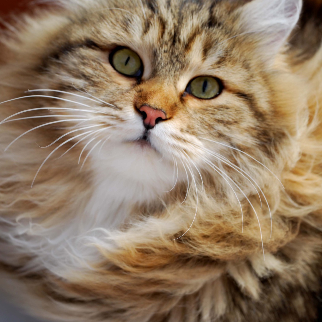 Сибирский кот в ветренную погоду