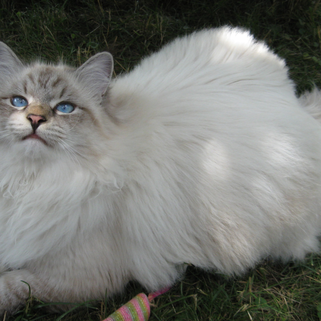 Сибирский кот на траве