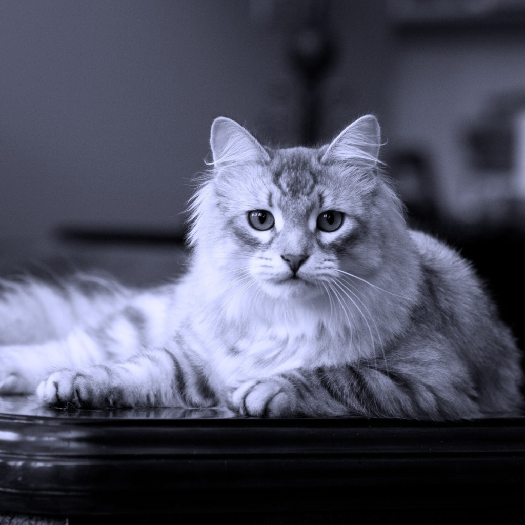 Сибирский кот лежит на столе