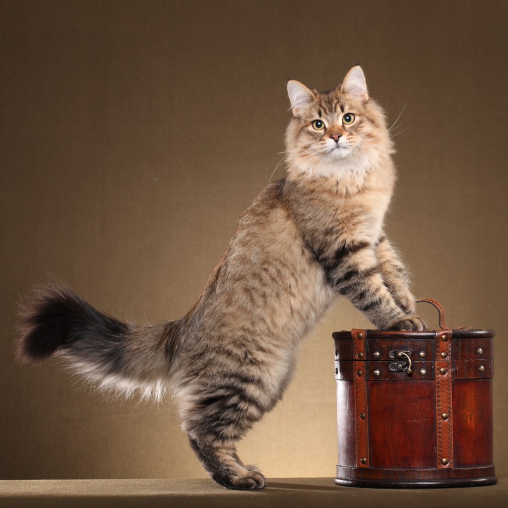 Сибирский кот позирует на коричневом фоне