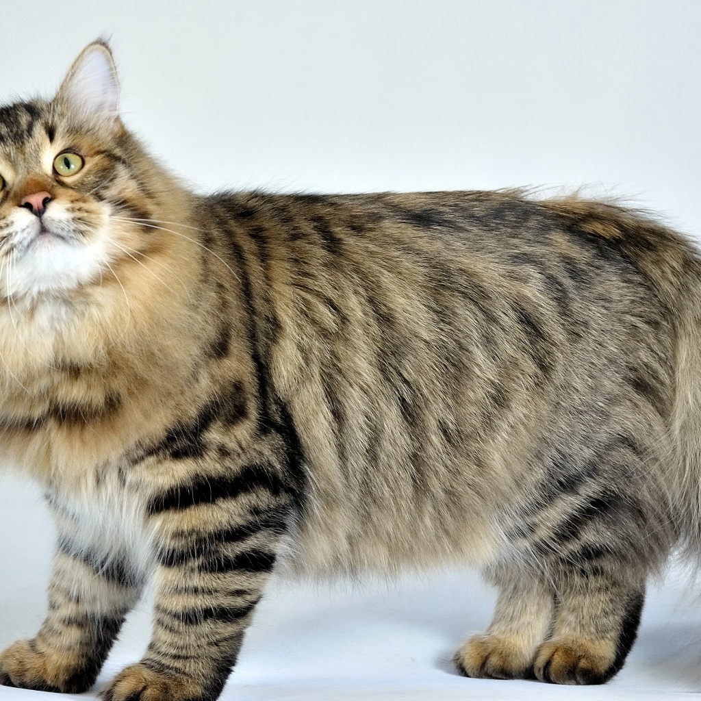 Сибирский кот позирует на белом фоне