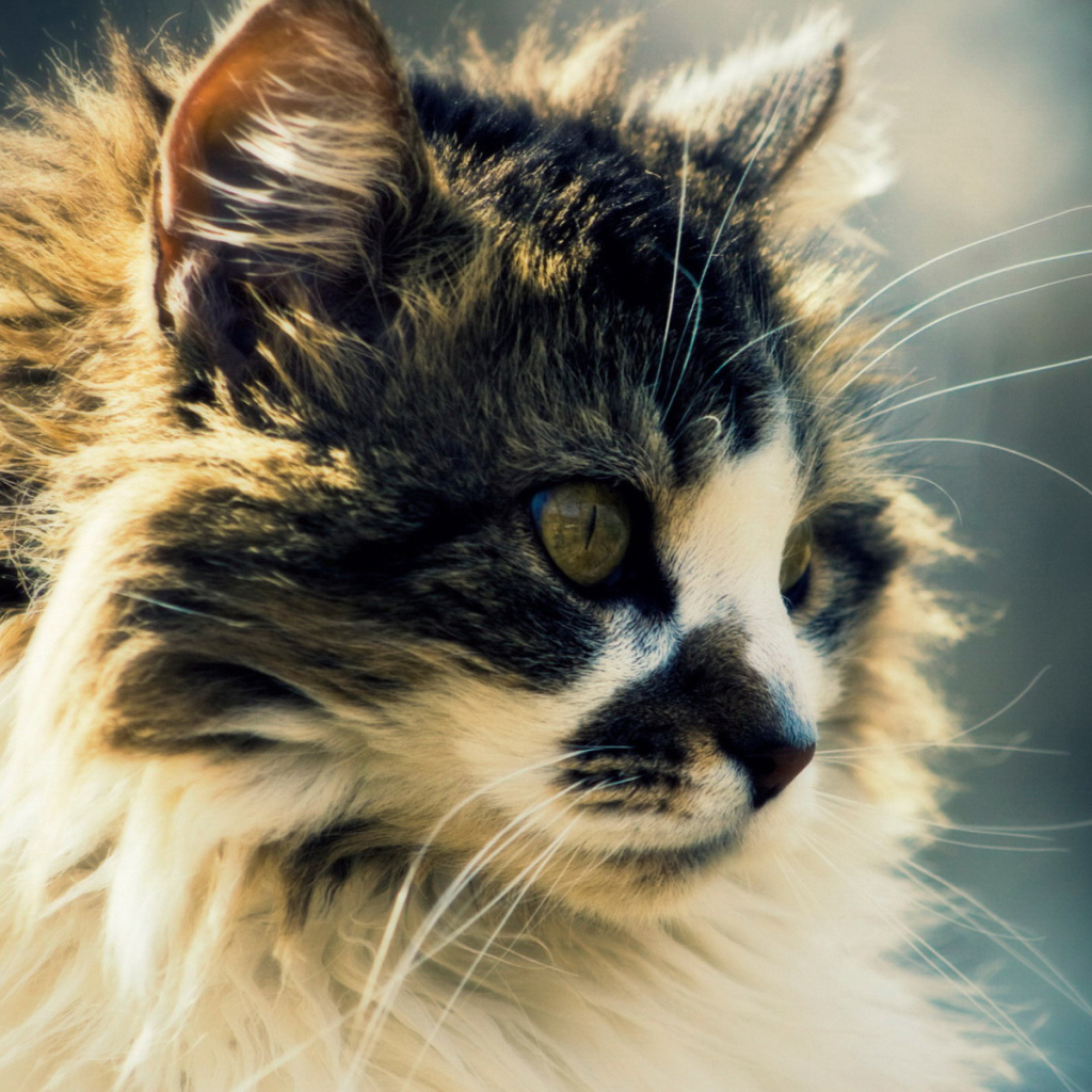 Сибирский кот с интересным окрасом