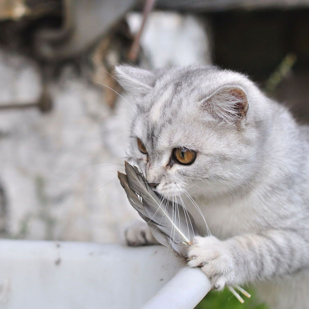 Серебристый кот и перо