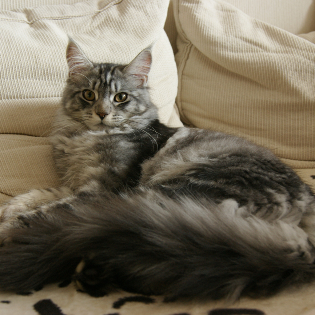 Silver Maine Coon cat sprawled on the host bed