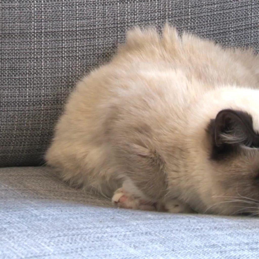 Спящий недовольный кот